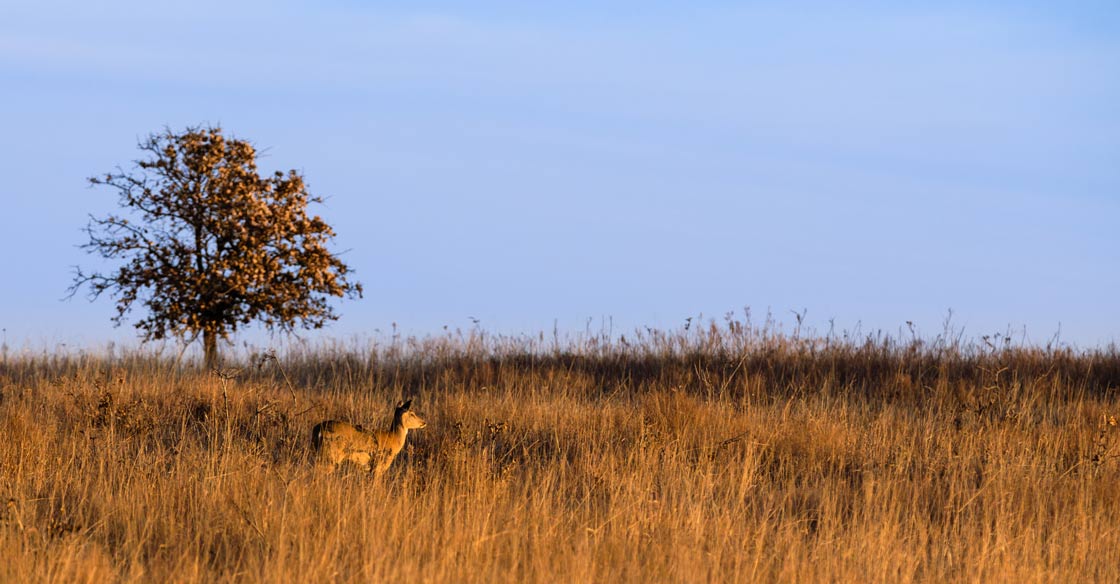 Oklahoma Hunting Seasons - Limits and Regulations